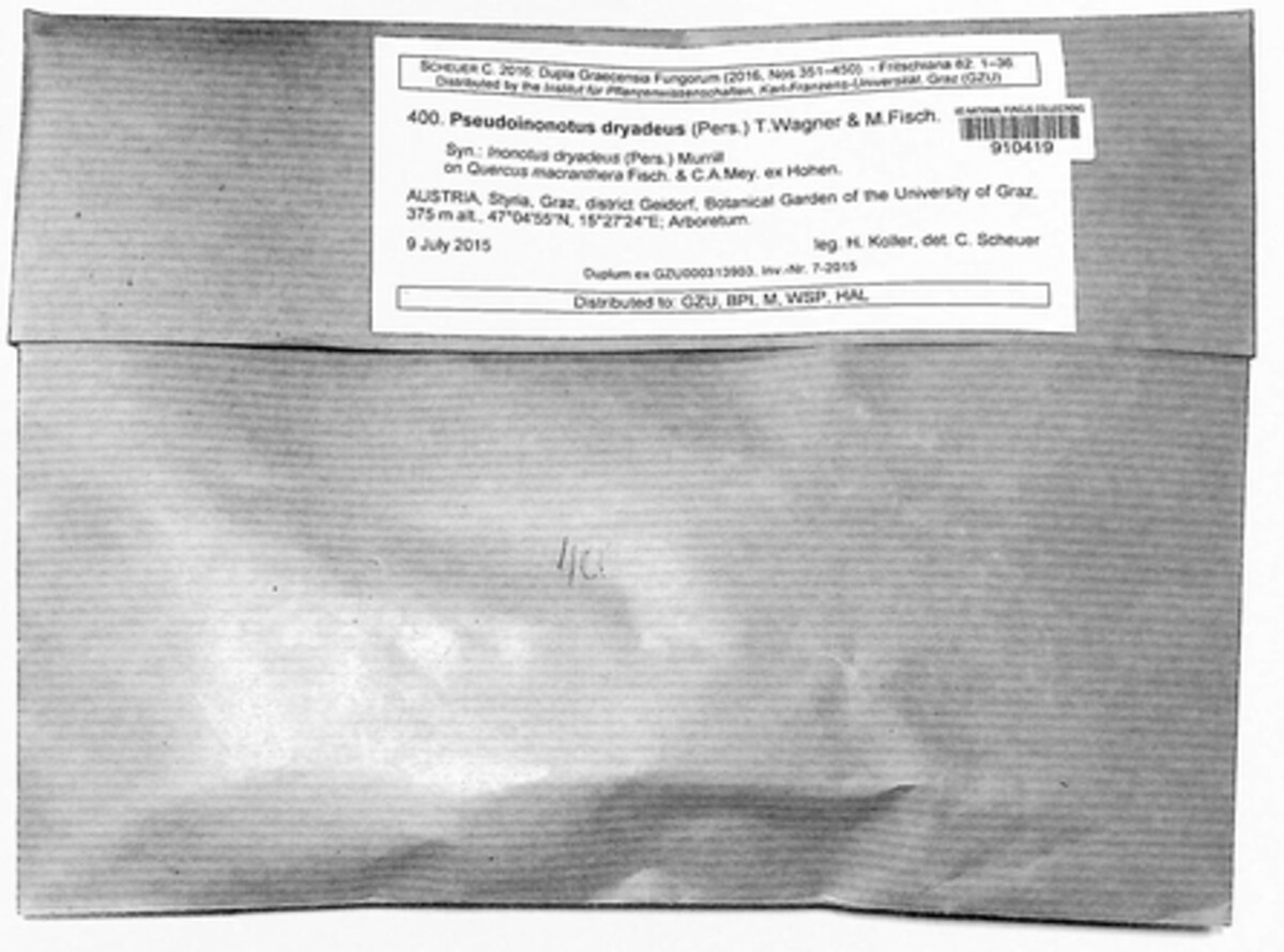 Pseudoinonotus dryadeus image